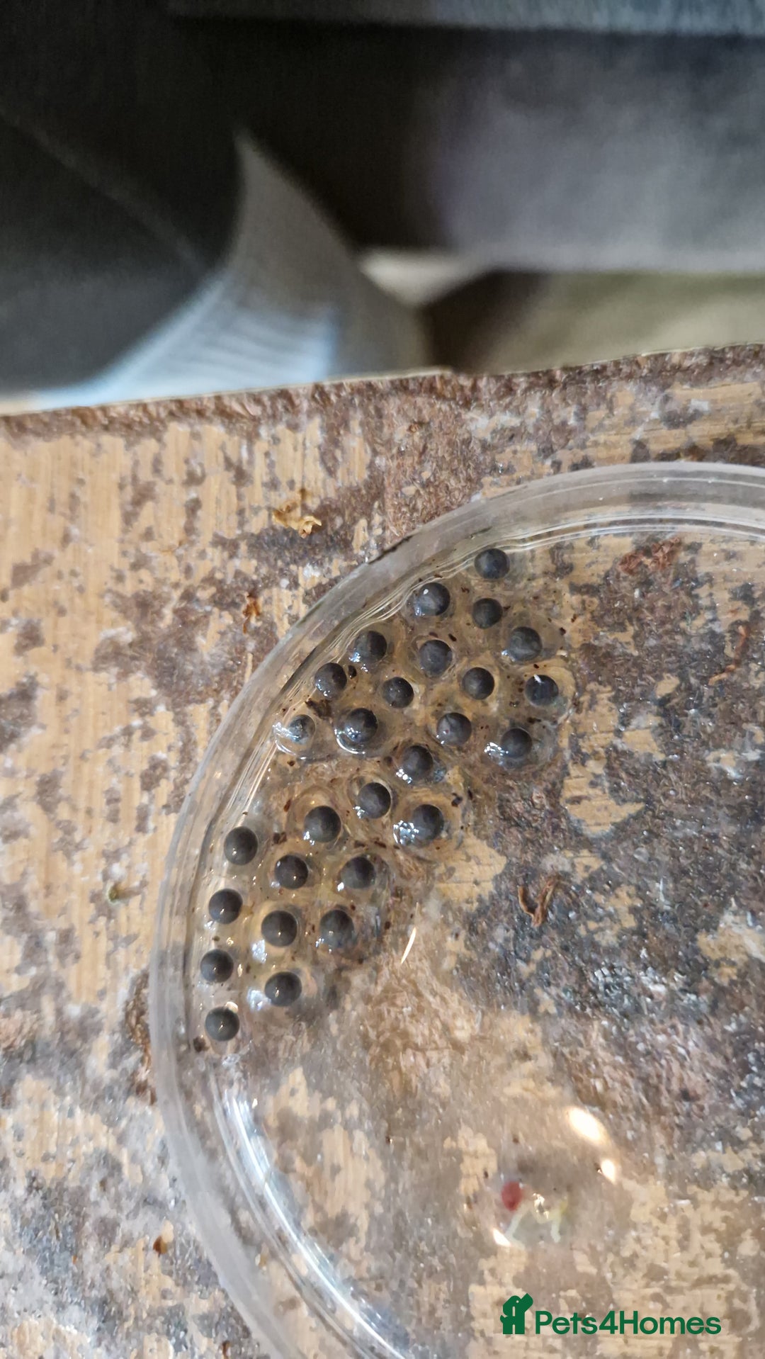 Frog reptiles for sale: Amereega basslei Sisa tadpoles  - Advert 4