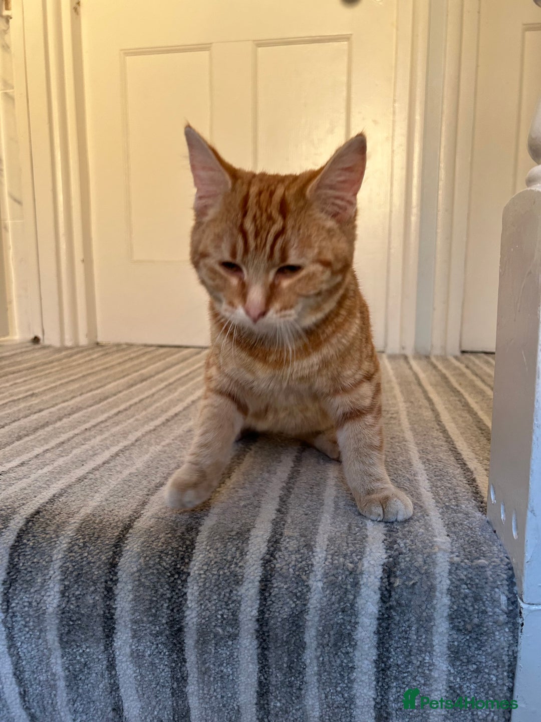 Domestic Shorthair cats for sale: Amazing ginger boy - Advert 6