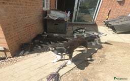 Shepsky dogs for sale: Single female shepsky - Image 3