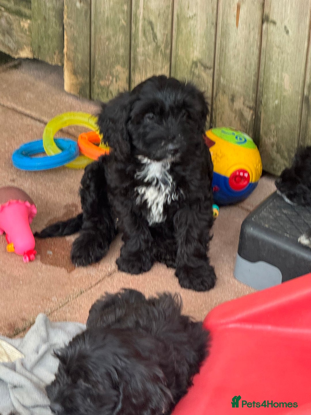 Cockapoo dogs for sale: F1 Puppies for Sale - Image 2