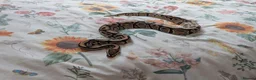 Python Snake reptiles for sale: Ball Python + setup in Sheerness - Advert 4