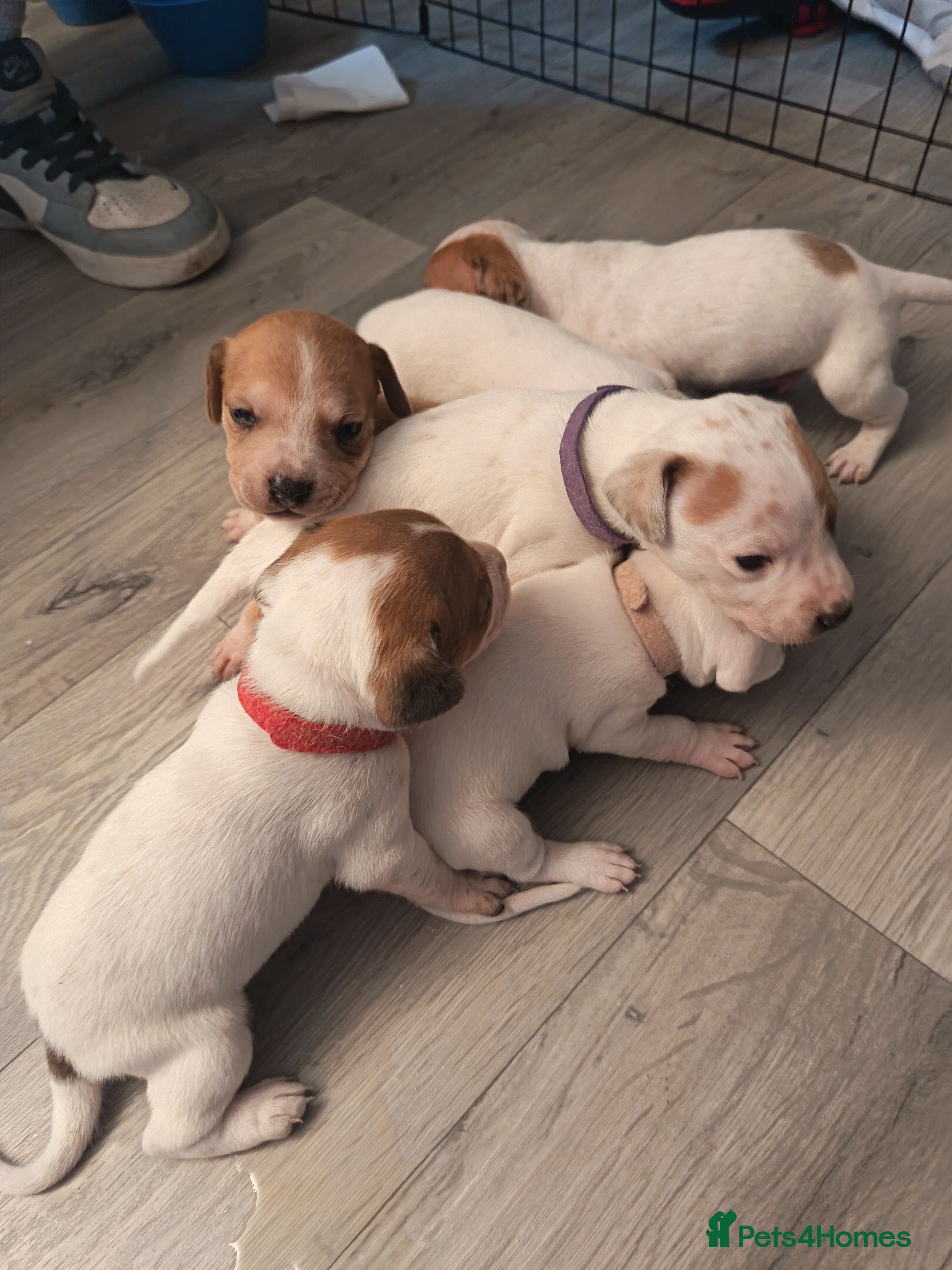 Mixed Breed dogs Dachshund x American Bull puppies - Advert 9