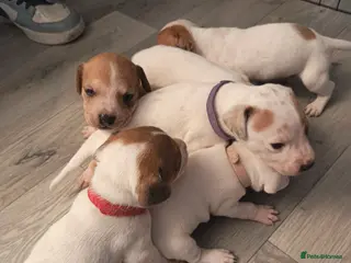 Mixed Breed dogs Dachshund x American Bull puppies - Advert 9