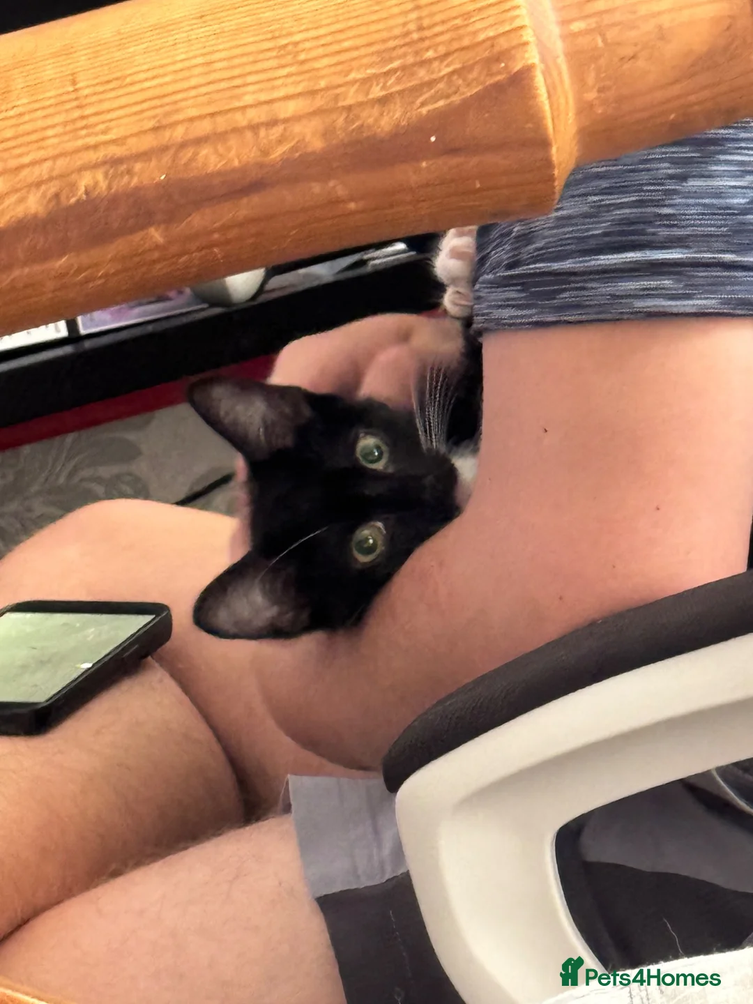 Domestic Shorthair cats for sale: Cat for sale  in Birkenhead - Advert 2