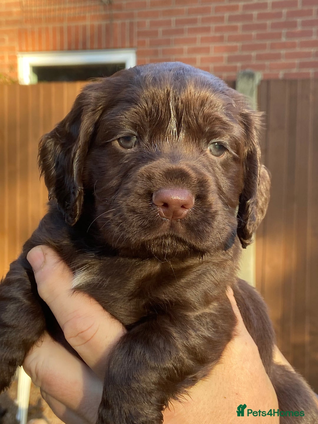 Cocker Spaniel dogs for sale: KC Registered Working Cocker Spaniels - Advert 10
