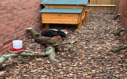 Chickens poultry for sale: 2 female Bantam Chickens & coop for sale - Image 2