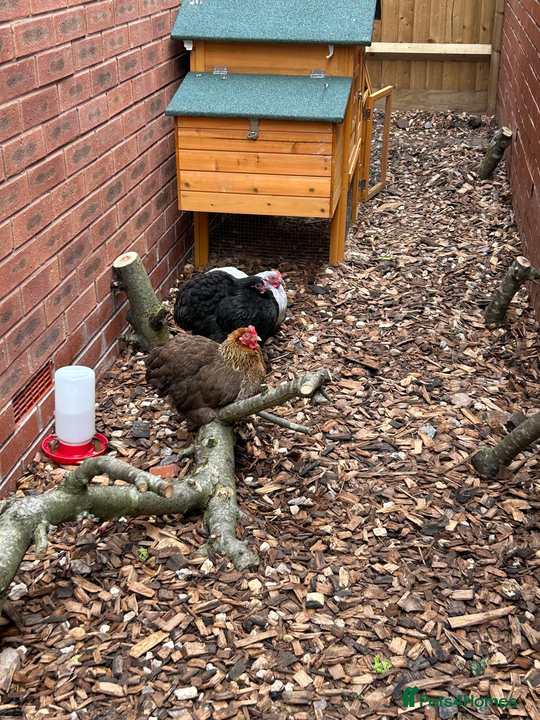 Chickens poultry for sale: 2 female Bantam Chickens & coop for sale - Image 2