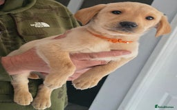Labrador Retriever dogs for sale: Labrador pups  - Image 1