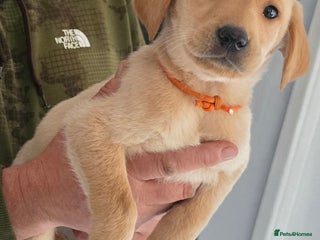 Labrador Retriever dogs - Advert 20