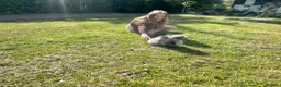 Pomeranian dogs for sale: Tiny calm boy - neutered  - Advert 8