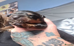 Rottweiler dogs for sale: Stunning rottweiler puppies  - Image 16