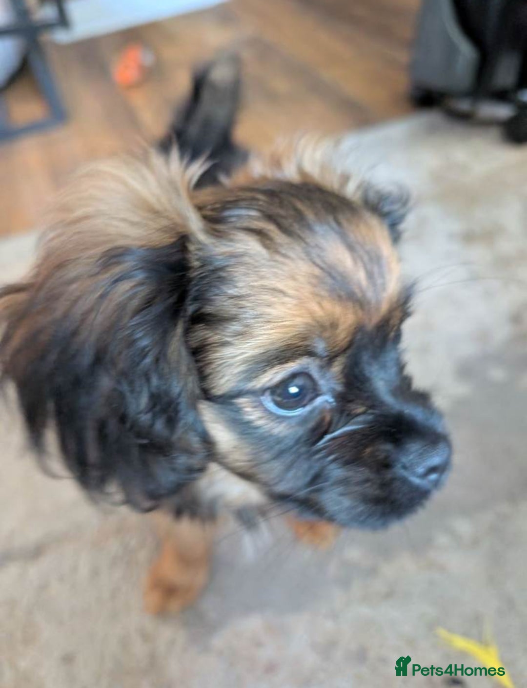 Pomeranian dogs Adorable Purebred Pomeranian Puppy – 11 Weeks Old - Advert 1