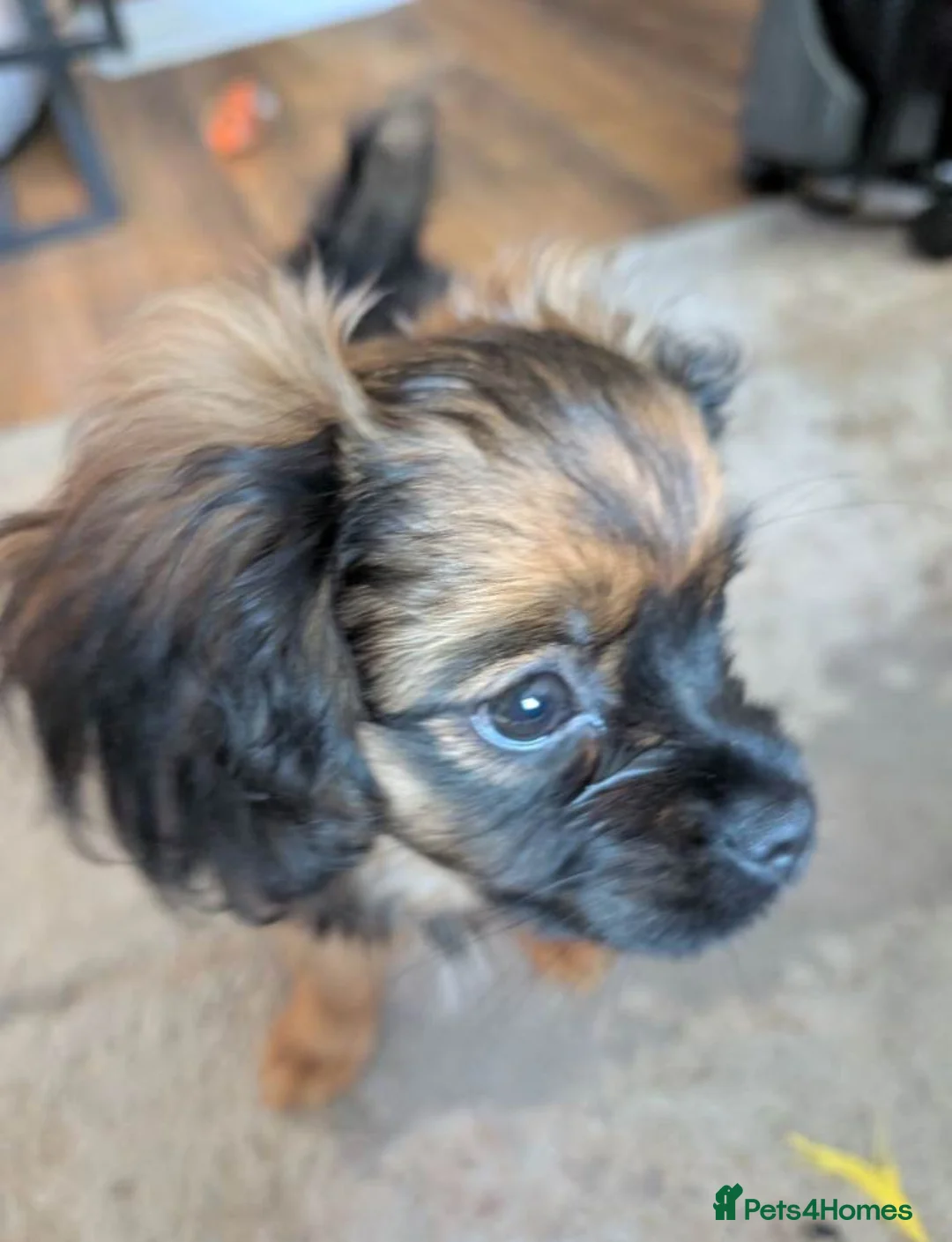 Pomeranian dogs for sale: Adorable Purebred Pomeranian Puppy – 11 Weeks Old in Manchester - Advert 1