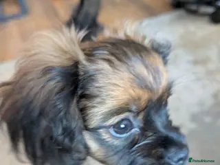 Pomeranian dogs Adorable Purebred Pomeranian Puppy – 11 Weeks Old - Advert 1