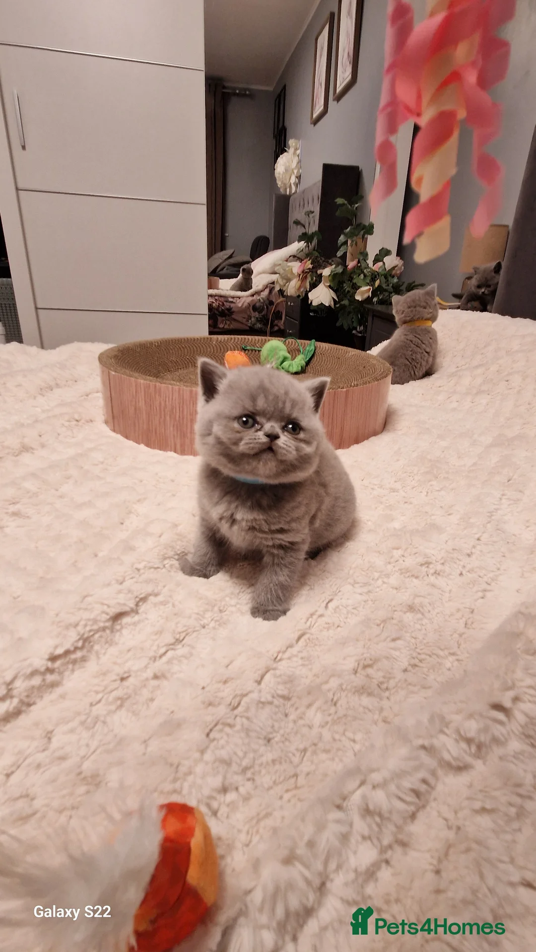 British Shorthair cats for sale: British shorthair kittens - Advert 11