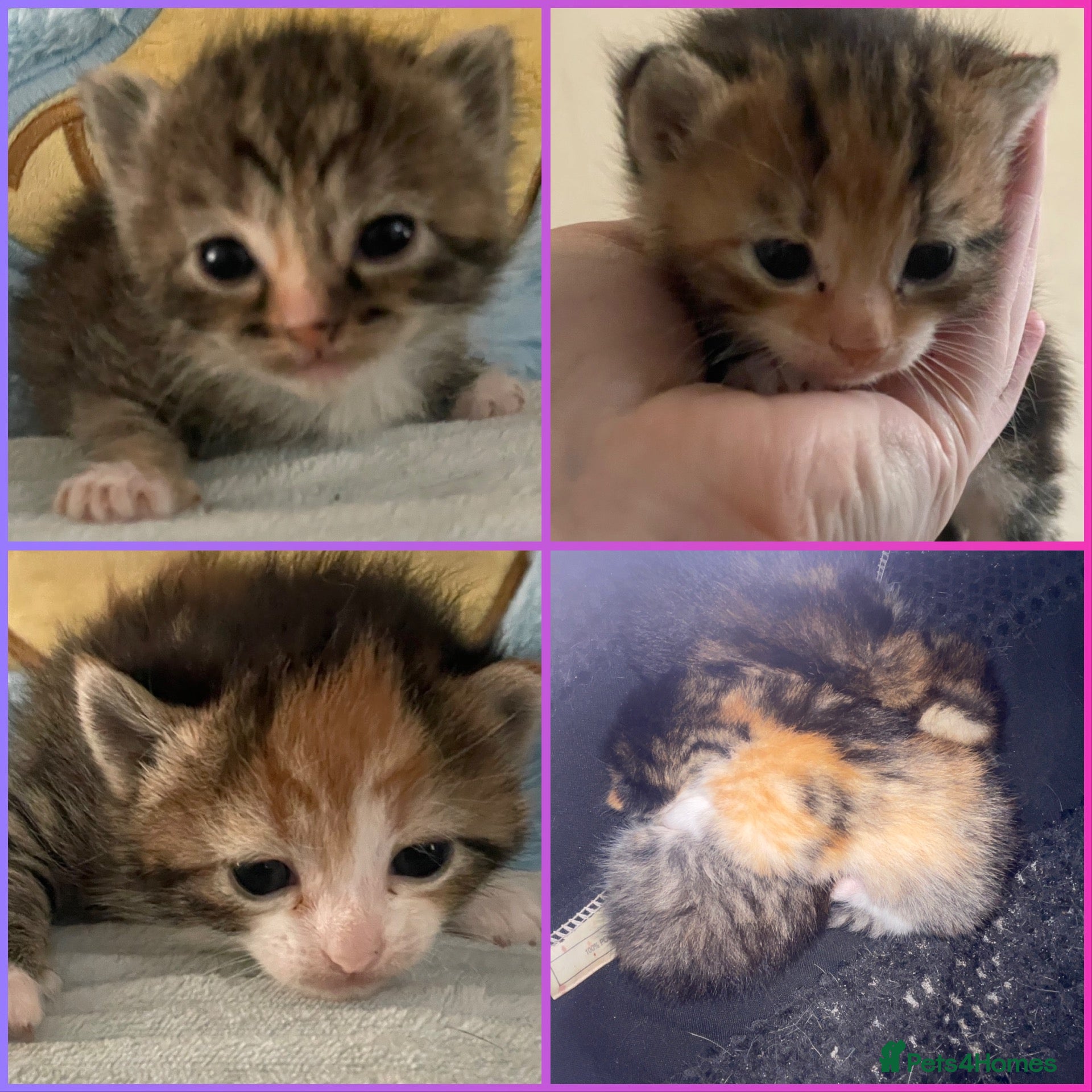 Mixed Breed cats Beautiful litter of kittens 💓  - Advert 9