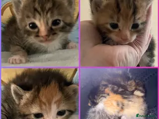Mixed Breed cats Beautiful litter of kittens 💓 - Advert 9
