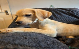 Goldador dogs for sale: *Ready Now 2 left!*Kitanas puppies  - Image 2
