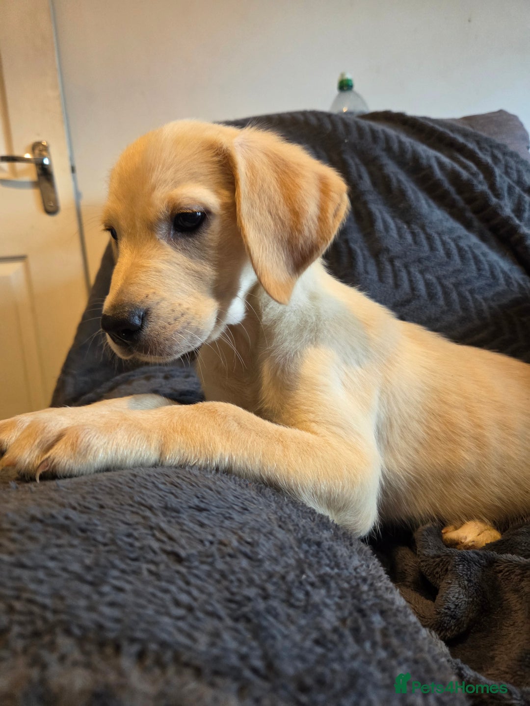 Goldador dogs for sale: *Ready Now 2 left!*Kitanas puppies  - Image 2
