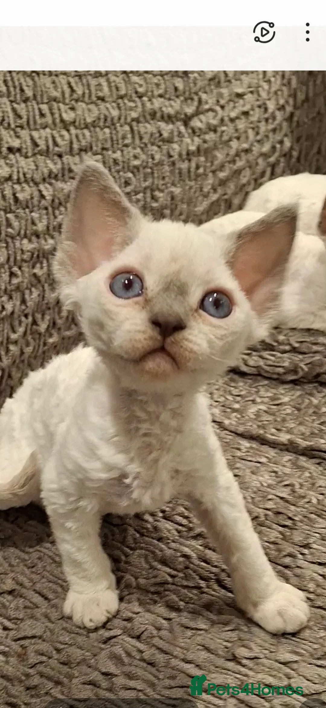 Devon Rex cats for sale: 🌸 Devon Rex with blue eyes FIFE registered  🌸 - Advert 4