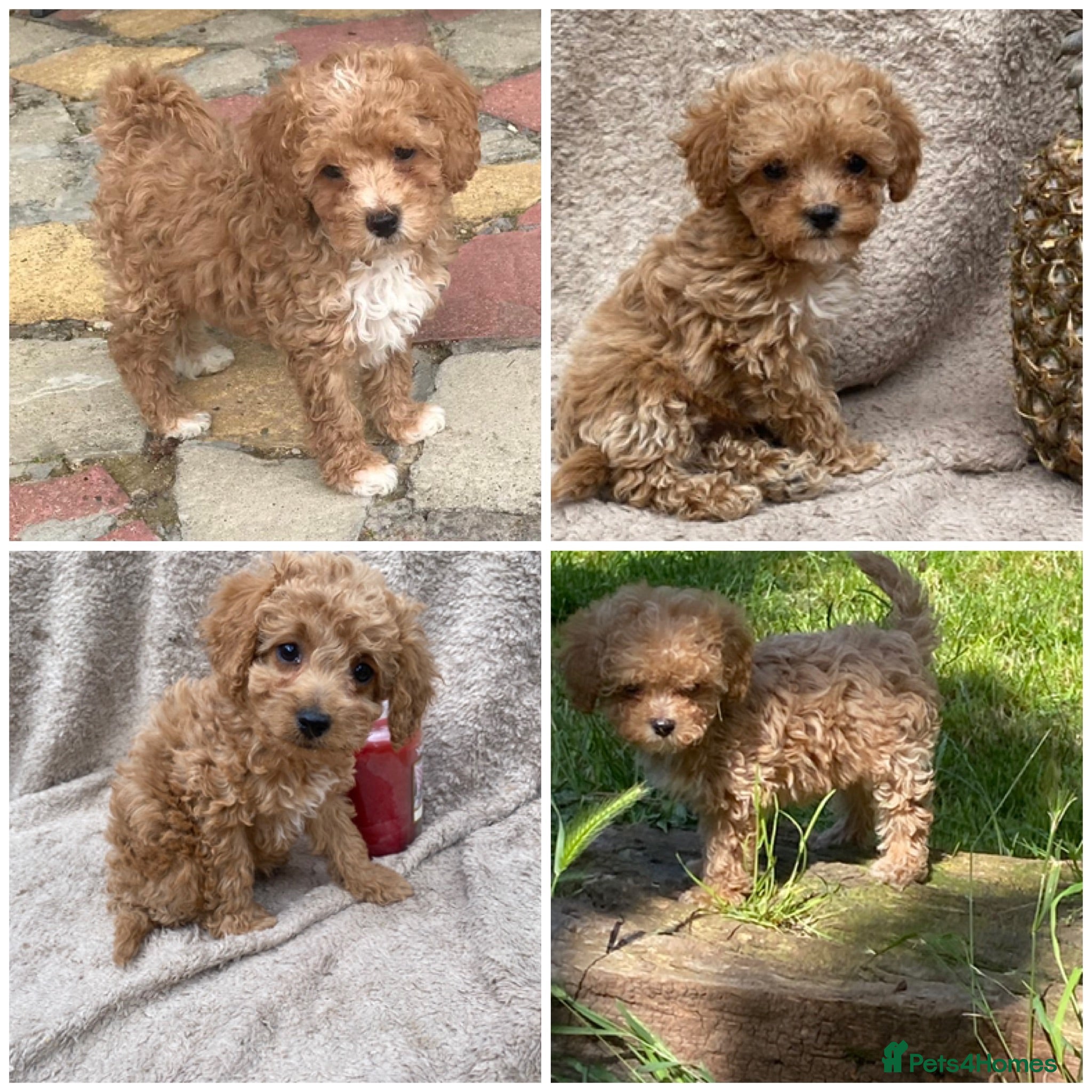 Maltipoo dogs RARE Tiny F1B Asian maltipoo puppies - Advert 3