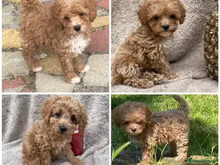 Maltipoo dogs RARE Tiny F1B Asian maltipoo puppies - Advert 3