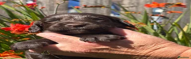Sprocker 3