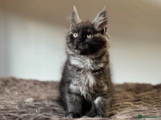 Maine Coon cats Mainecoon kittens TICA REGISTERED stunning - Advert 7