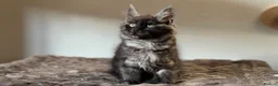Maine Coon cats for sale: Mainecoon kittens TICA REGISTERED stunning - Advert 7