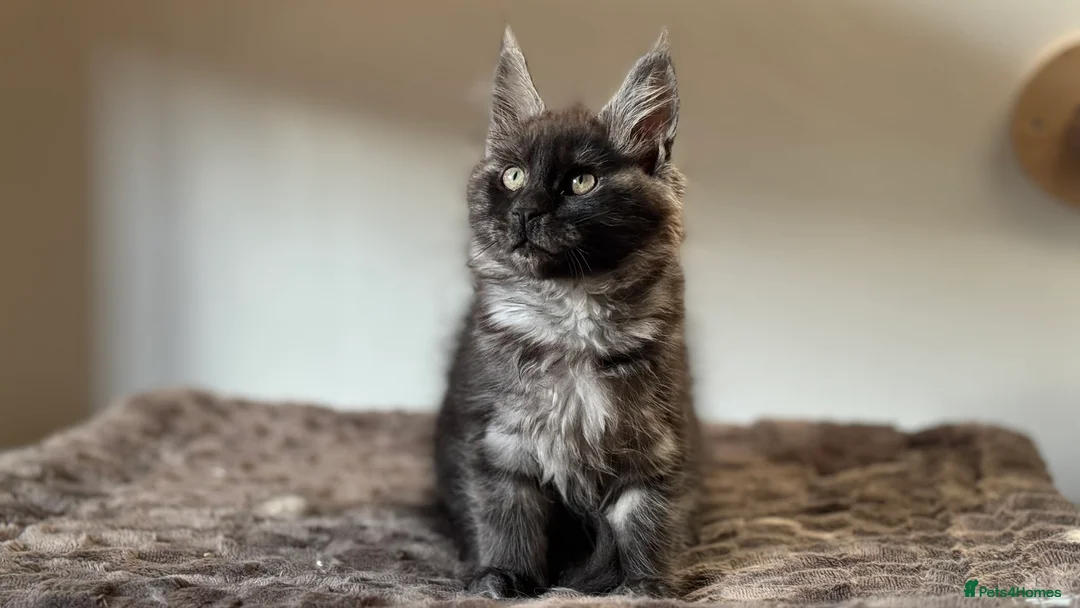 Maine Coon cats for sale: Mainecoon kittens TICA REGISTERED stunning - Advert 7