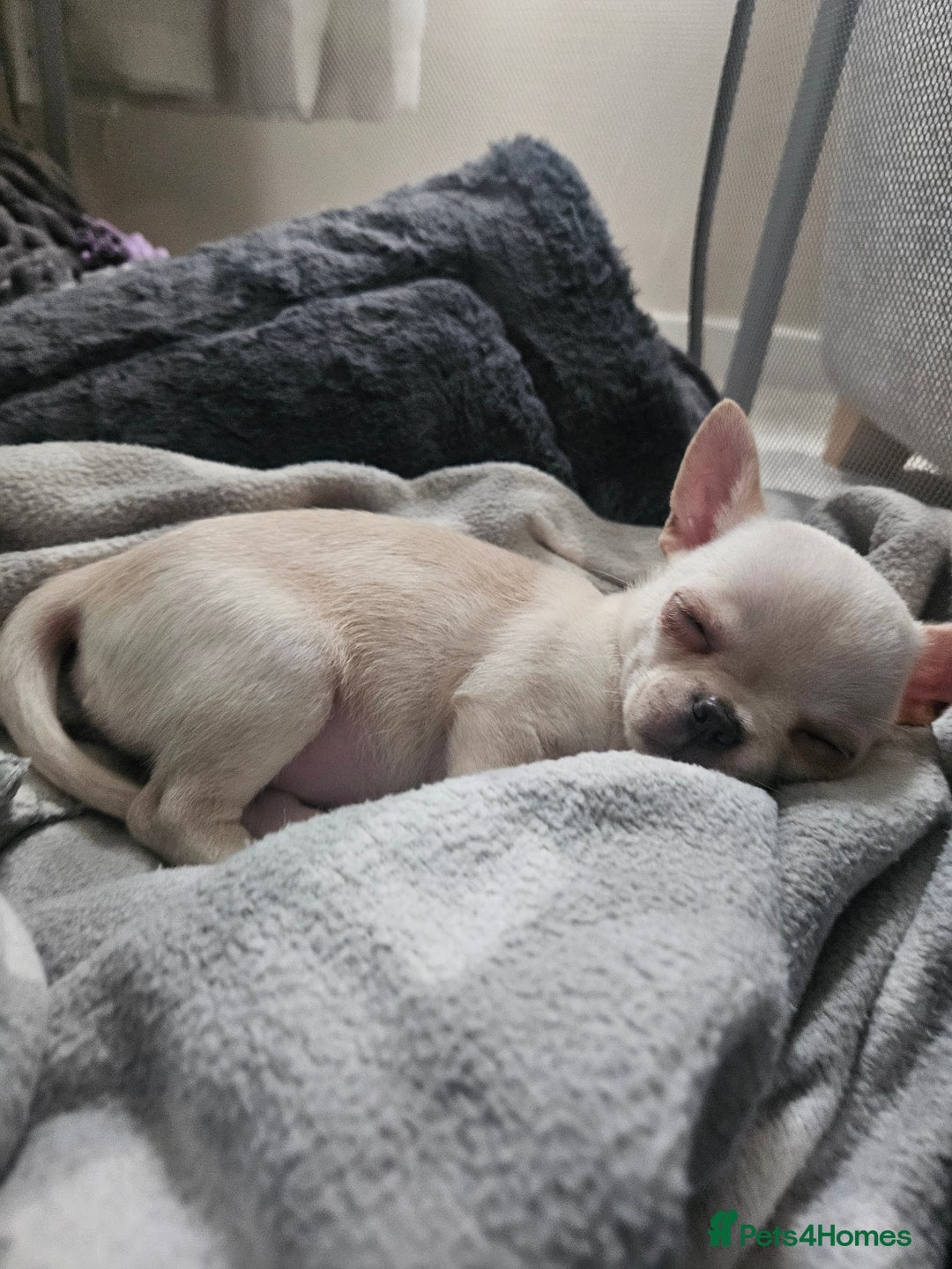Chihuahua dogs for sale: Teeny Chihuahua Pup   - Advert 11