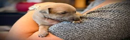 Italian Greyhound dogs for sale: KC Registered Italian Greyhound Girl Puppies - Advert 14