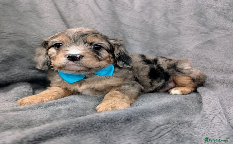 Cavapoo dogs - Advert 1