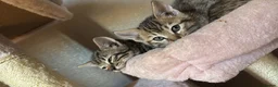 Bengal cats for sale: Bengals  in London - Advert 10