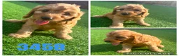 Cockapoo dogs for sale: Beautiful F1 TOY Cockapoos - Advert 2
