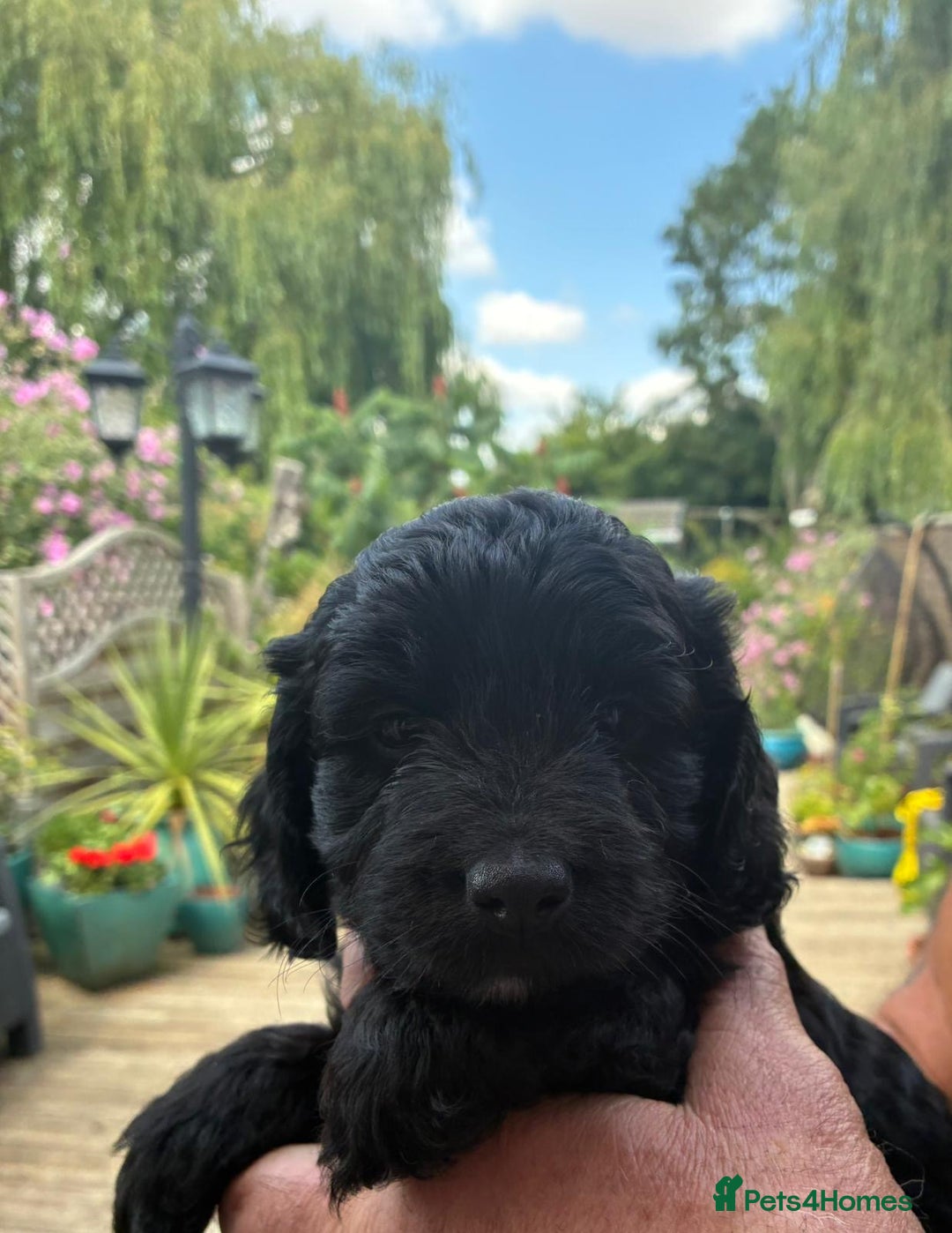 Cockapoo dogs for sale: Cockapoo 1 male 3 girls - Image 2