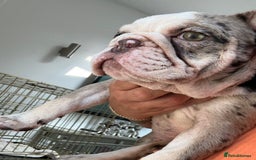 English Bulldog dogs for sale: One gorgeous female left 🐶  in Billericay - Image 15