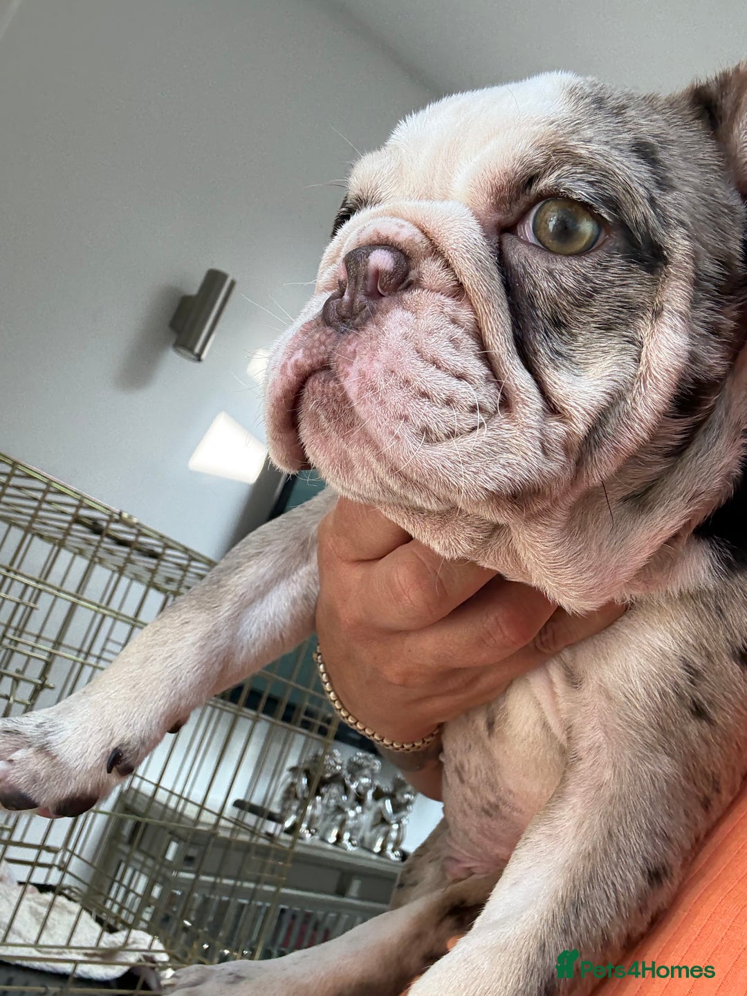 English Bulldog dogs for sale: One gorgeous female left 🐶  in Billericay - Image 15