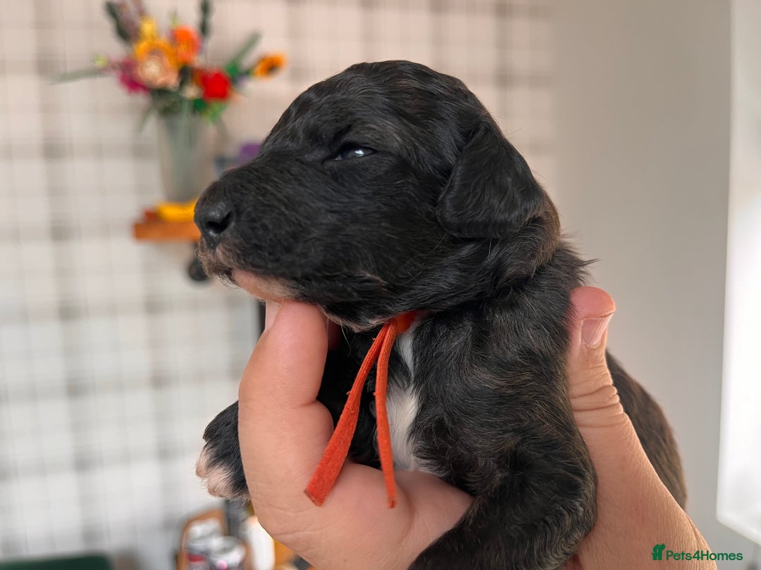 Australian Labradoodle dogs for sale: Home raised, DNA tested, Australian Labradoodles - Image 29