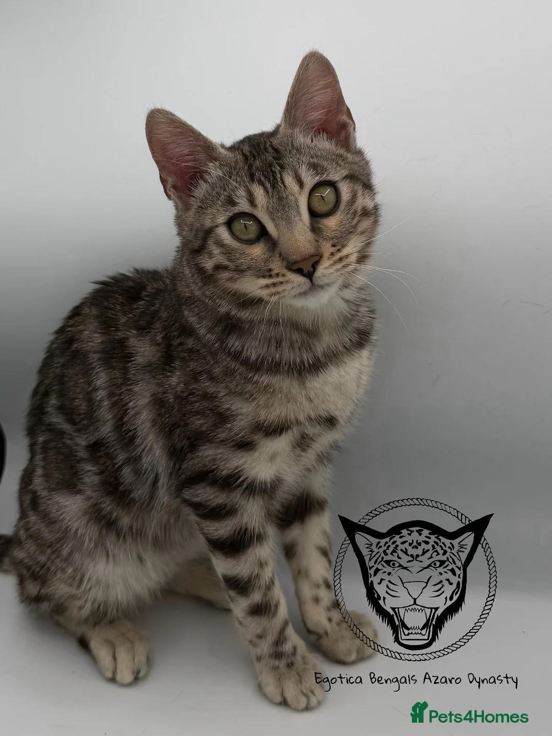 Bengal cats for sale: 🐆✨ LAST KITTEN 6TH TICA GENERATION BENGAL🐆✨ - Advert 29