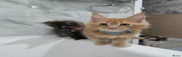 Maine Coon cats for sale: GCCF Main Coon Kittens looking for forever homes - Advert 8