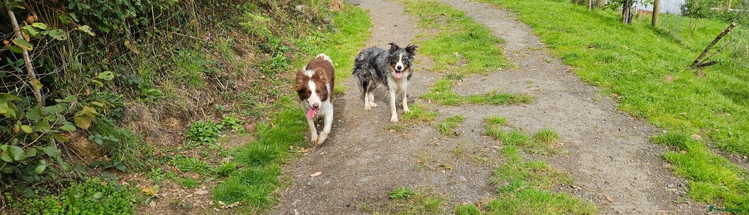 Border Collie dogs for sale: Border collies - Image 8