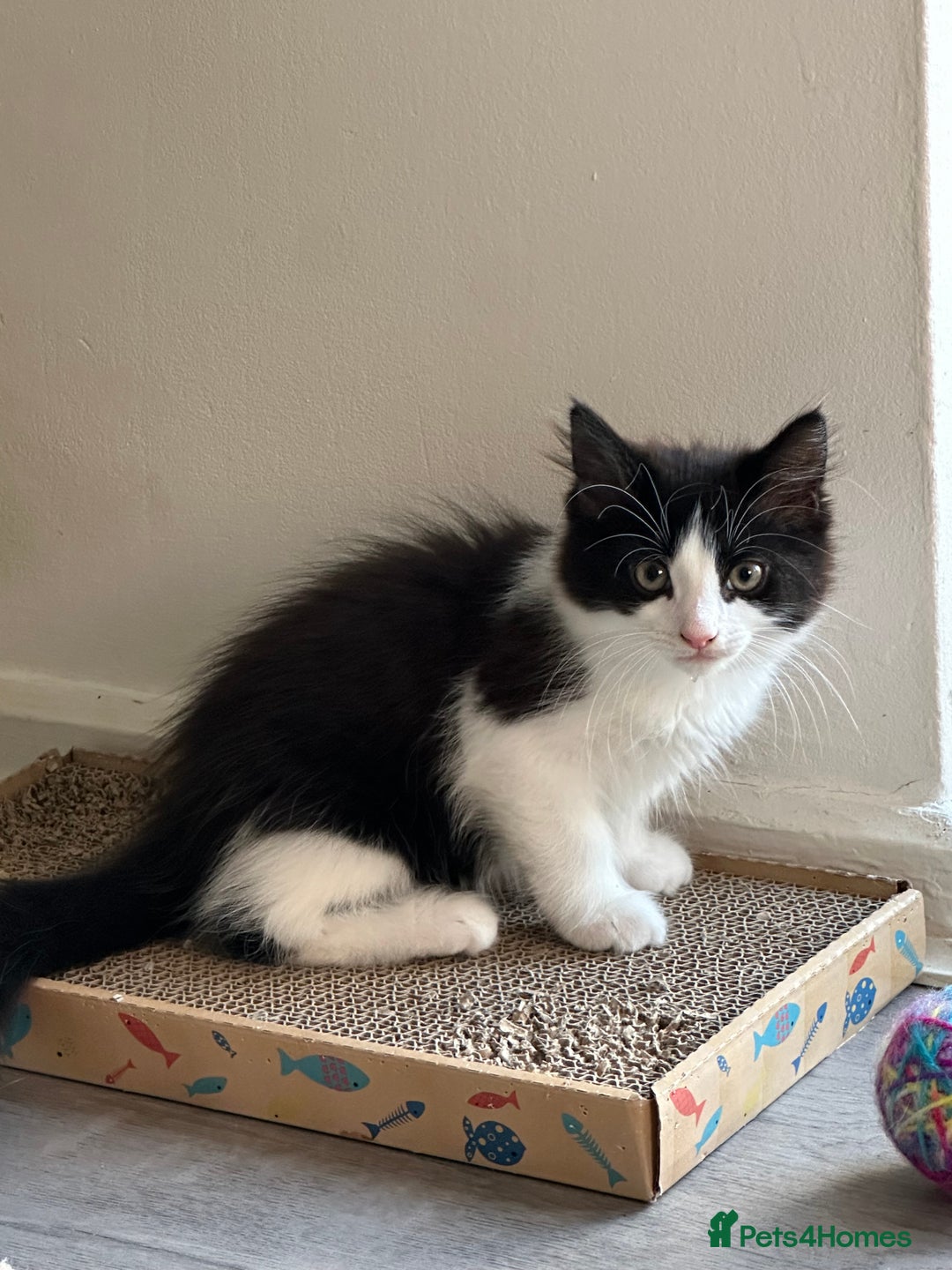 Mixed Breed cats for sale: Free free - Image 2