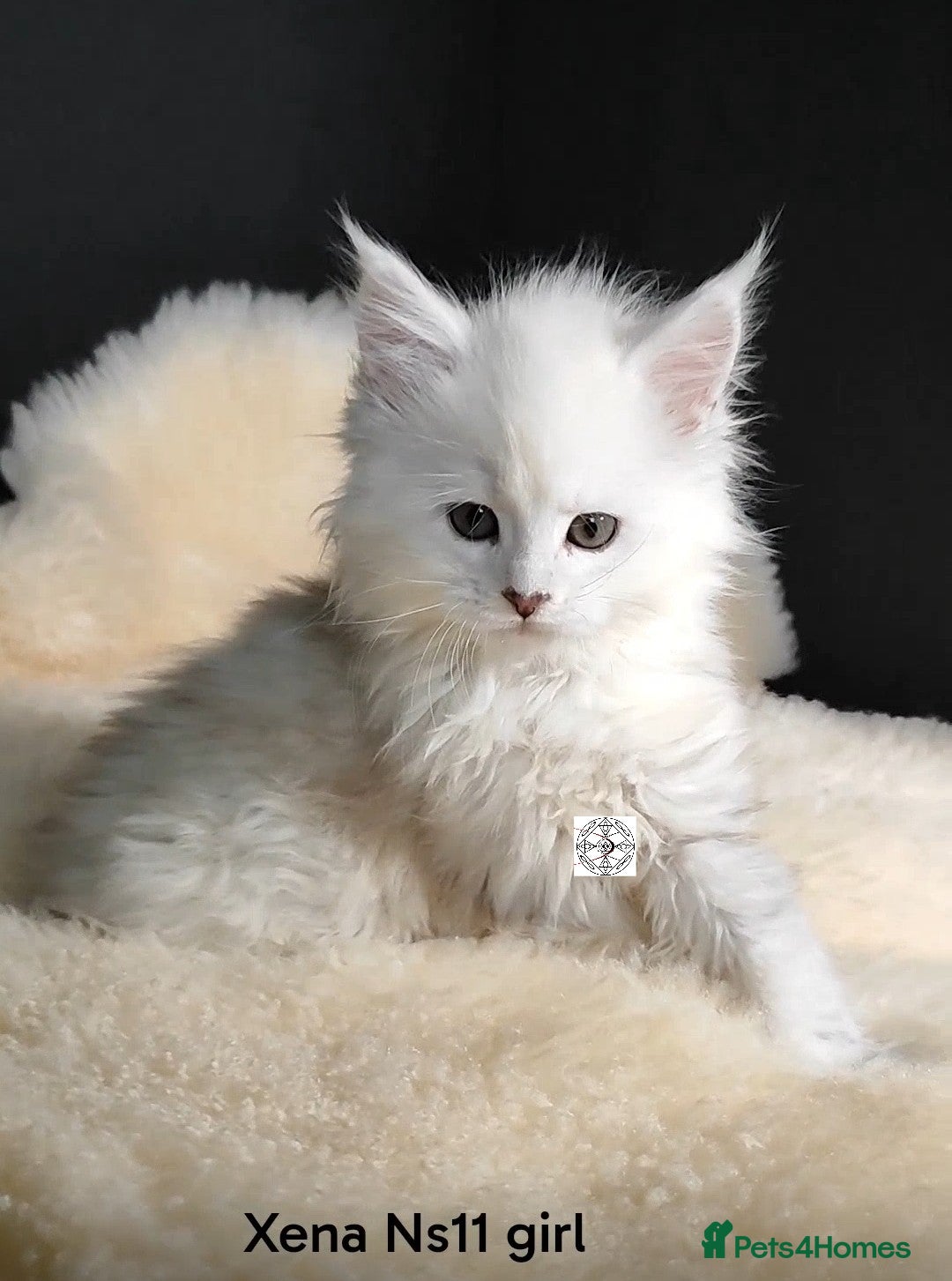 Maine Coon cats ONLY 1 unique kitten GIRL left‼️ - Advert 13