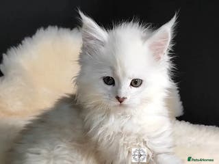 Maine Coon cats ONLY 1 unique kitten GIRL left‼️ - Advert 13