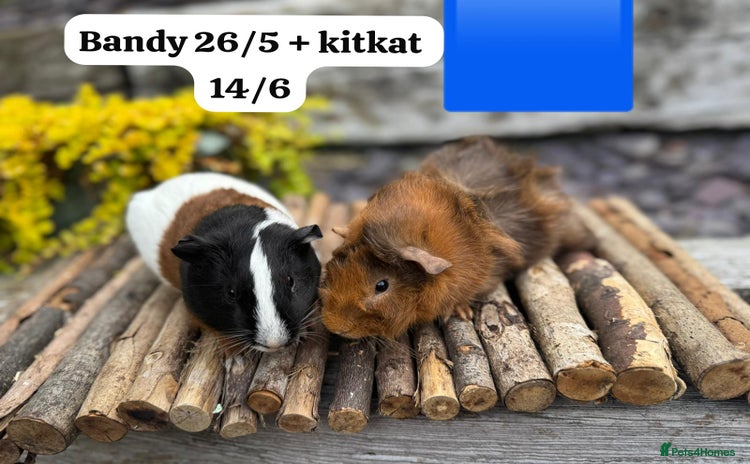 Guinea Pig rodents - Advert 2