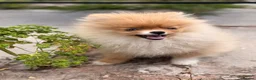 Pomeranian dogs for sale:  Super Tiny Orange Sable Boy - Advert 15