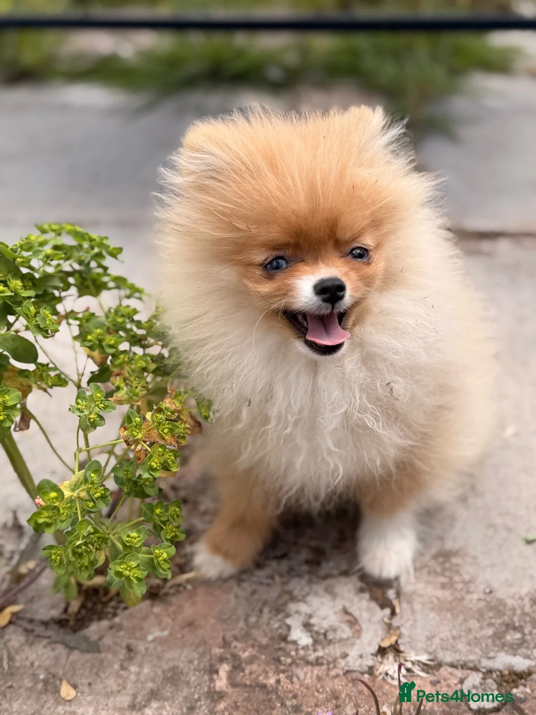 Pomeranian dogs for sale:  Super Tiny Orange Sable Boy - Advert 15