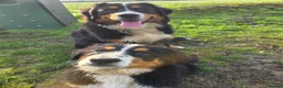 Bernese Mountain Dog dogs for sale: 16 week bernese female - Advert 5