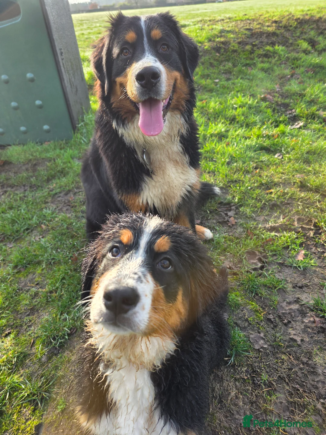 Bernese Mountain Dog dogs for sale: 16 week bernese female - Advert 5